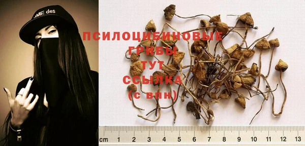 эйфоретик Кукмор